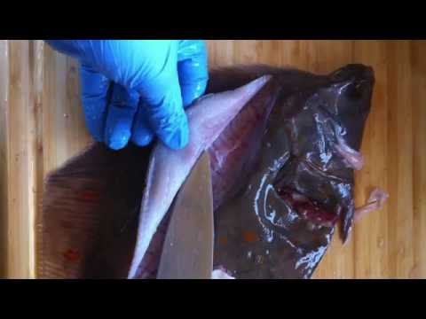 How to do/ Scholle filetieren