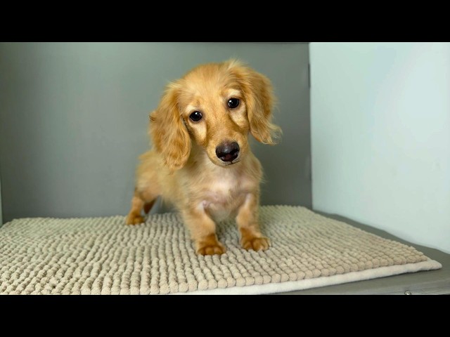 (子犬) 犬種：ダックスフンド・ミニチュア・ロング 男の子 ブリーダー マロニエケンネル　MARRONNIER KENNEL k4175の画像