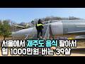2,000만 원으로 제주도 음식점 차려서 월 1,000 버는 39살