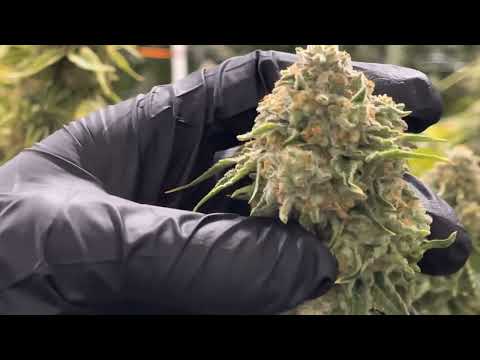 Learn more about Perch Harvets Zkittlez