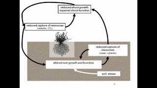A physiological perspective of crop growth, yield, water and nitrogen use efficiency