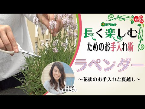 栽培 メンテナンス ラベンダー 開花 バレンソール 長い 2022年夏後半
