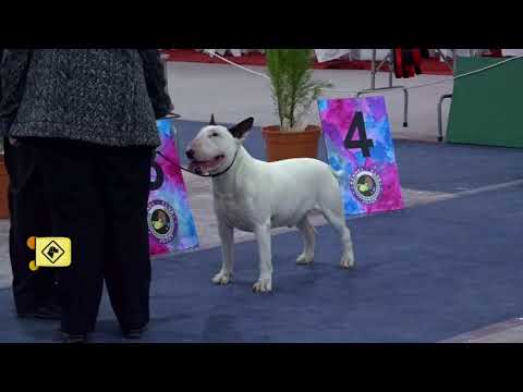“Perros en acción”  Programa Nº 386 Bloque 3