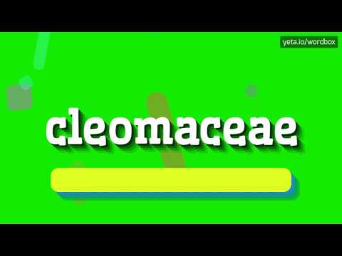 CLEOMACEAE - HOW TO PRONOUNCE IT!?