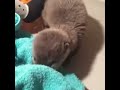 ADORABLE ASIAN SMALLCLAWED OTTER DUO BORN