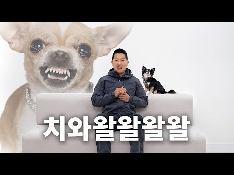 견종백과 치와와편