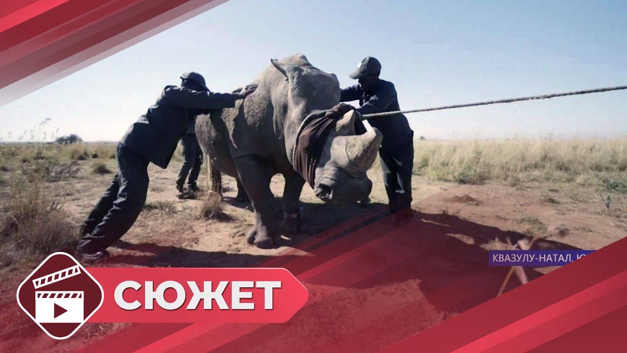 40 белых носорогов доставили в южноафриканский заповедник Мунивана