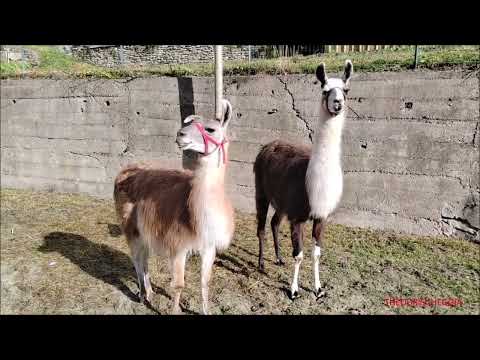 I LAMA "IN FIERA A SAMPEYRE" (CN) - DOM. 25 - 9 - 2022.