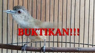 Download lagu Pelanduk semak lain langsung respon. mp3 Download lagu Pelanduk semak lain langsung respon. mp3