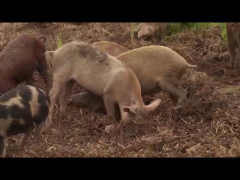 Raising pigs in semi-intensive housing | Today's Farm