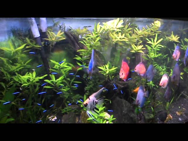 Aquarium Discus fish 420 Liter