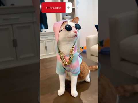 Dj Looks 😎😻🙀 #viral #youtube #trendingshorts #pets #meow #cat #dj