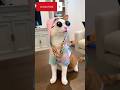 Dj Looks Viral Youtube Trendingshorts Pets Meow Cat Dj