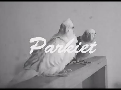 De Mervo's - Parkiet