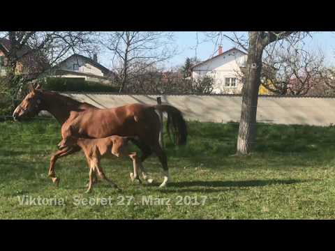 Van Gogh Fohlen 2017