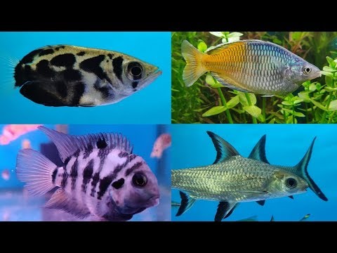 Gold Fish, Cichlid Fish, Guppy Fish, Tetra Fish at Lovely Aquarium Fish Shop Video