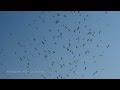 Migrating Birds White Stork 4K