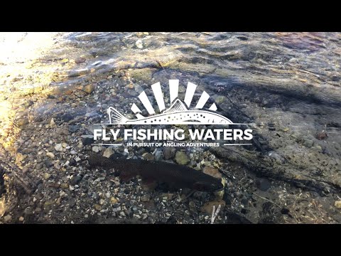 HUGE Spawning Rainbow Trout in Montana | May Spawners in a Tiny Tributary - Check It Out!