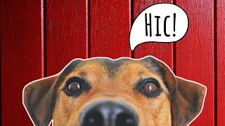 Dog Hiccups - Why, How To Stop and When to Be Concerned