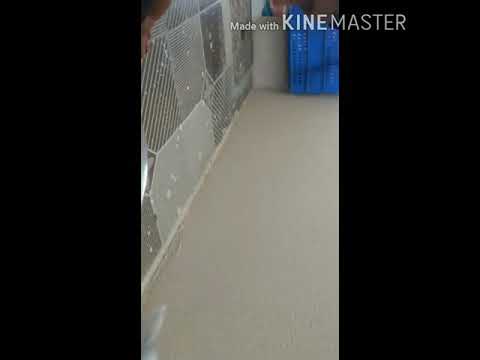 See how my baby is playing with kitten