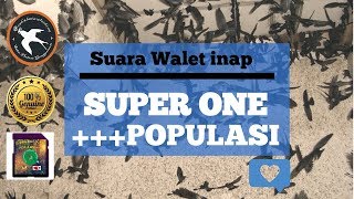Download lagu SUARA WALET Inap Super One     Populasi mp3