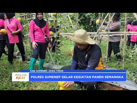 POLRES SUMENEP GELAR PANEN SEMANGKA DUKUNG KETAHANAN PANGAN