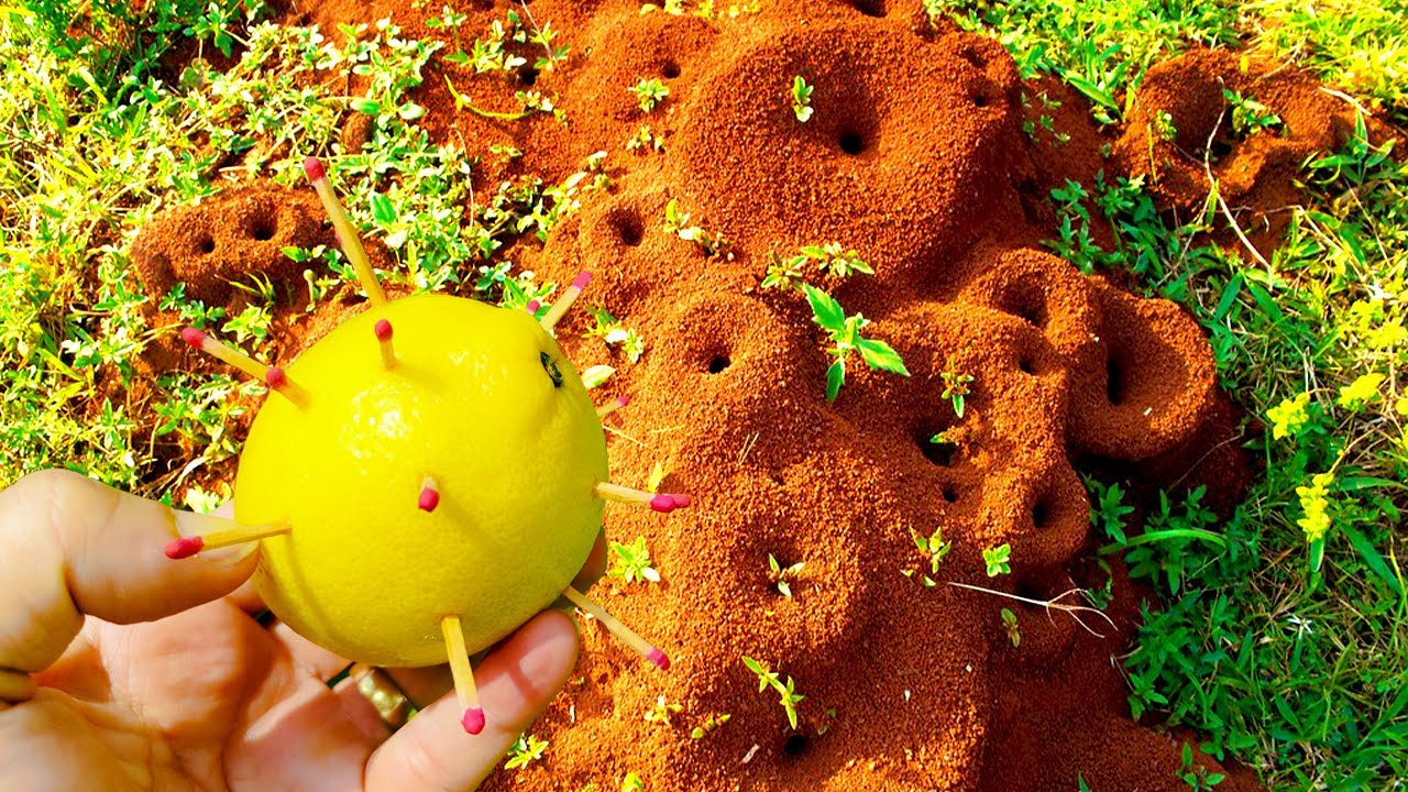 1 JUST 1 HOUR KILLS ALL THE ANTS WITHOUT SPENDING ANYTHING  How to eliminate anthills without poison