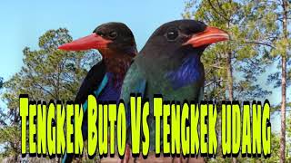 Download lagu TENGKEK BUTO vs TENGKEK UDANG Masteran burung SULT... mp3