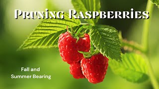 Your Raspberries Could Be 3x Bigger With This Pruning Technique