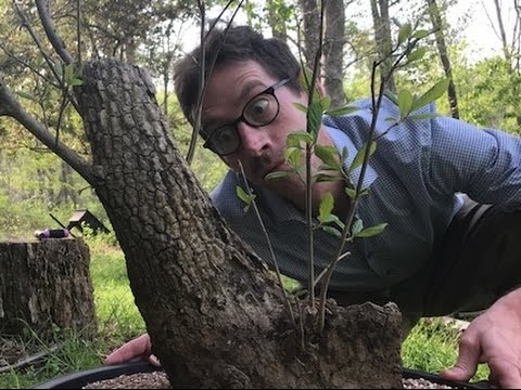 Collecting for Bonsai: MONSTER American Persimmon 2017!!!