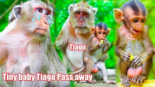 Very sad tiny baby Tiago Pass away this a video of