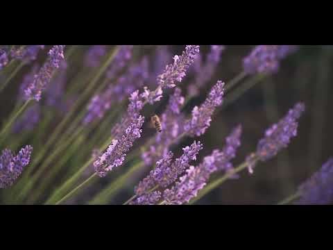 Festivalul Biolavanda 2022