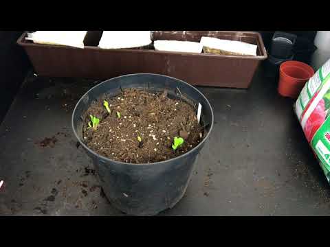 Topinambur (Helianthus tuberosus) selbst anbauen - Eine Woche später! - #seigartenschlauer