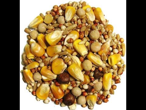 PART # 1 FEEDING PIGEONS INFORMATION.