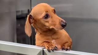When You Have a Comedian Dog in Your House 😂 Funny Dog Videos of Month!
