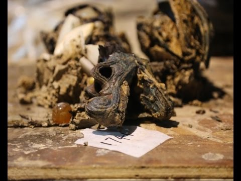 Bronze dragonhead found in 2,000-yr-old Chinese cemetery