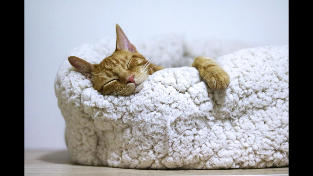 🔴 Relaxing Music for Cats (LIVE 24/7) Peaceful Piano Music with Cat Purring Sounds