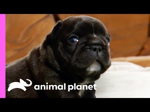 Petsmania Es Mediapets Video Adventurous French Bulldog Pups Can Get Up To All Sorts Of Mischief Too Cute Animal Planet