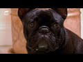Bulldog Francés - Adventurous French Bulldog Pups Can Get Up To All Sorts Of Mischief! | Too Cute! ANIMAL PLANET
