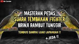 Download lagu NGERIII..!!!MASTERAN TEMBAKAN FIGHTER || BURUNG BRINJI RAMBUT TUNGGIR !! mp3 Download lagu NGERIII..!!!MASTERAN TEMBAKAN FIGHTER || BURUNG BRINJI RAMBUT TUNGGIR !! mp3
