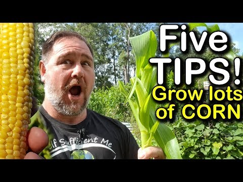 , title : '5 Tips How to Grow a Ton of Sweetcorn in One Raised Garden Bed or Container'