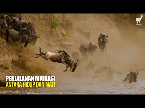 Migrasi Brutal: Ketika 1.5 Juta Nyumbu Melintasi Neraka Alam Liar