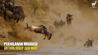 Download lagu Migrasi Brutal: Ketika 1.5 Juta Nyumbu Melintasi Neraka Alam Liar mp3