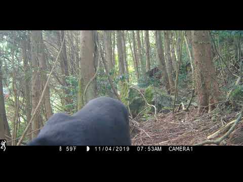 不再牙痛的熊媽媽再次現身大雪山