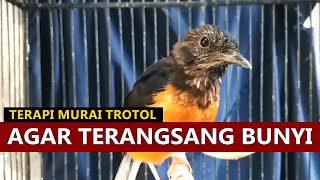 Download lagu SUARA MURAI TROTOL belajar bunyi ngeriwik ‼️ Pancingan MB anakan jantan agar cepat EMOSI gacor lot mp3 Download lagu SUARA MURAI TROTOL belajar bunyi ngeriwik ‼️ Pancingan MB anakan jantan agar cepat EMOSI gacor lot mp3