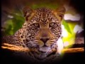 Really Wild Animals Swinging Safari Songs With New Sound Effects READ DESCRIPTION BELOW