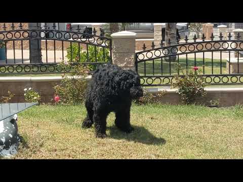 Dexter The Giant Dog Pooping | Dog Pooping | Dog Poop #bigdog #petlover #pets #bouvier #dogs