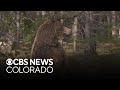 Grizzly Bear 399 fatally struck by car in Wyoming