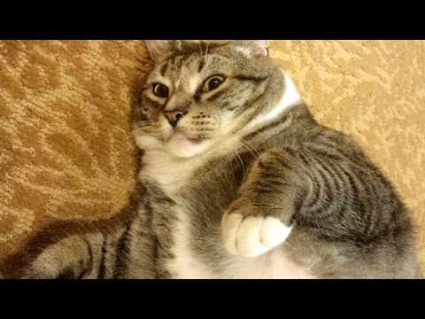 Twitter Goes Nuts For MORBIDLY OBESE CAT | What's Trending Now