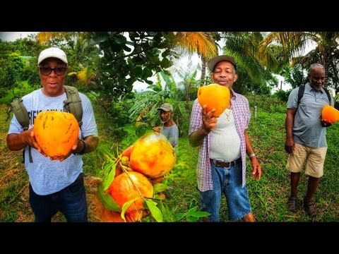 This farm has any fruit you can think of. Jamaicans didn't expect it. #stvincent #caribbean #jamaica